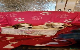Beagle dogs for sale: Beautiful beagle puppies  - Image 4