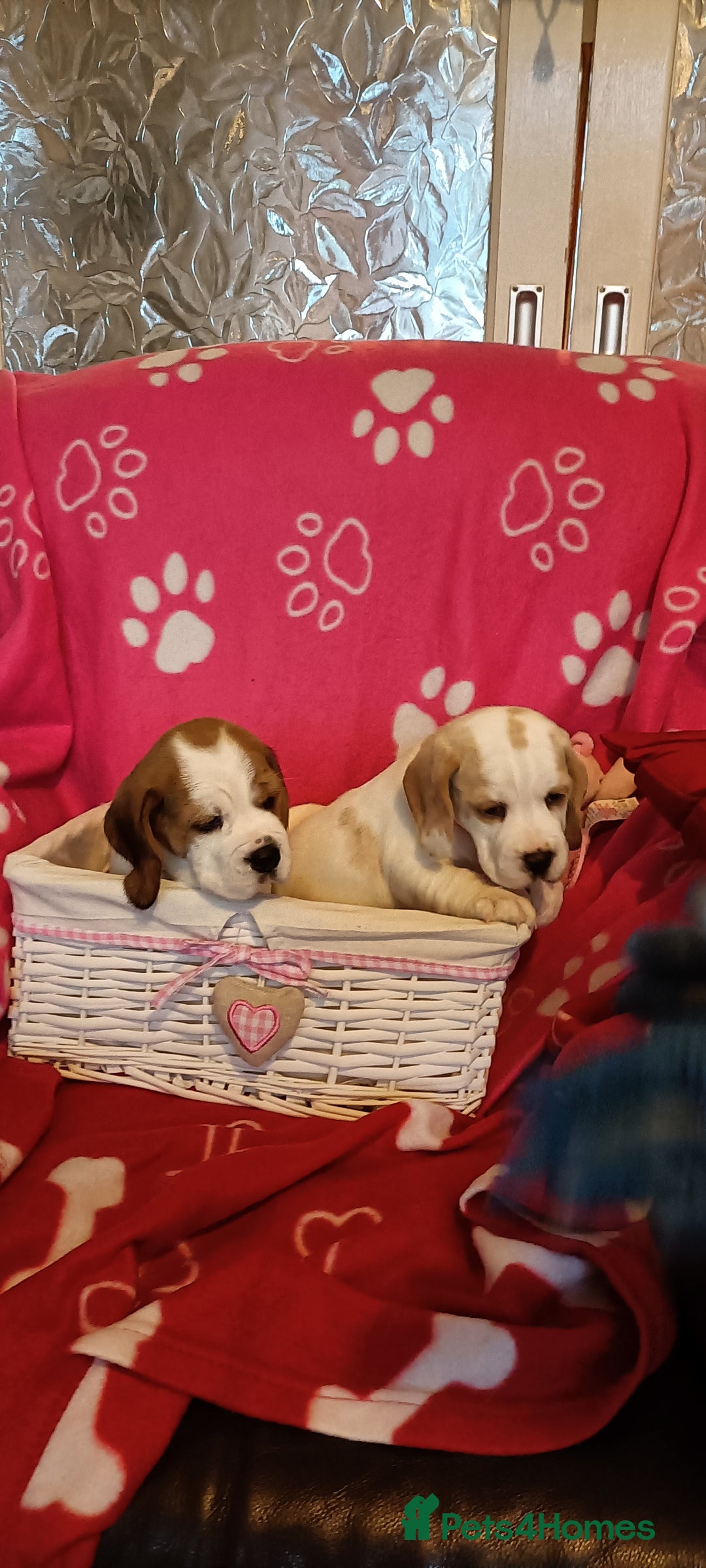 Beagle dogs for sale: Beautiful beagle puppies  - Image 4