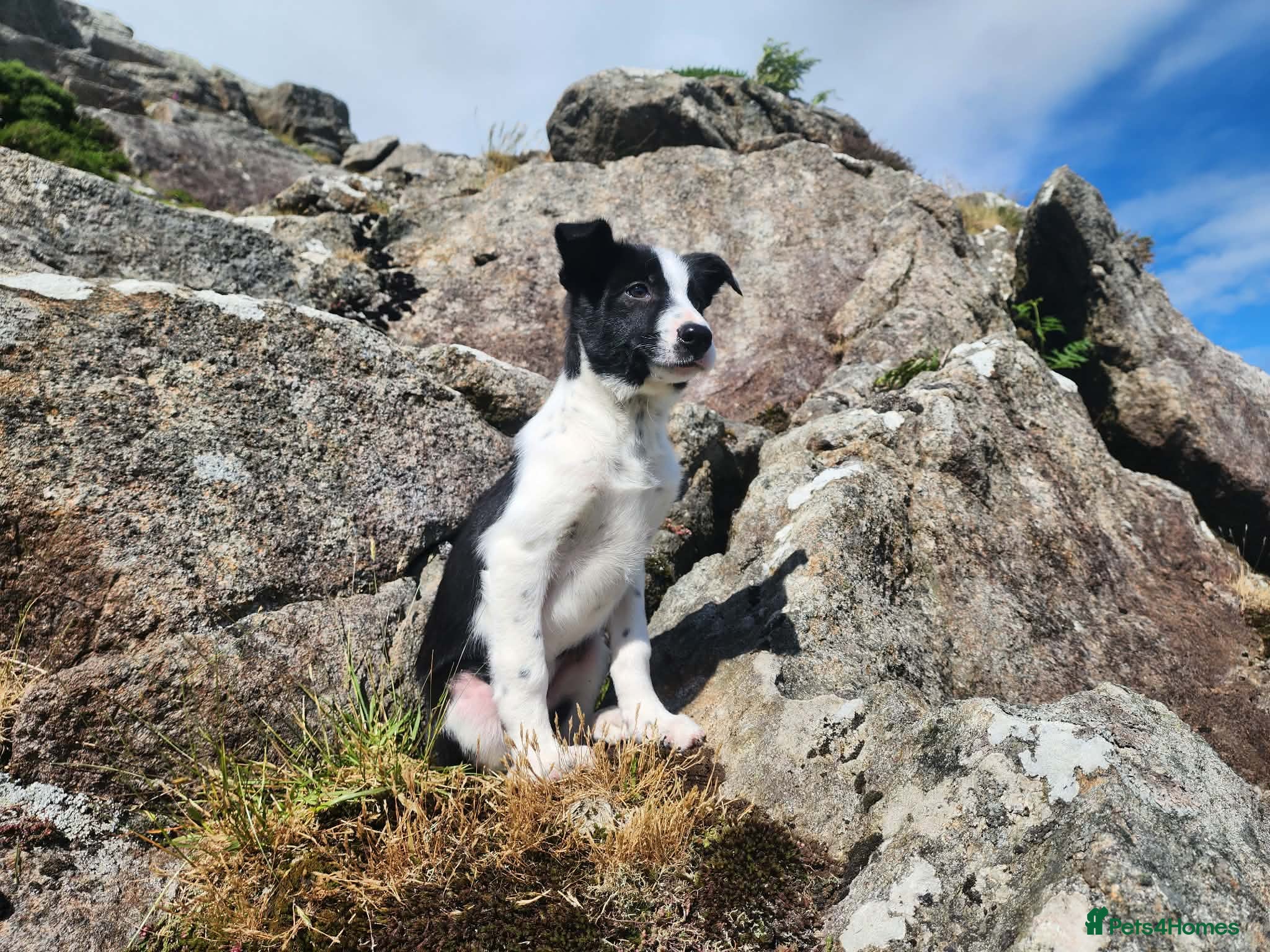 Border Collie dogs for sale: Gorgeous and Playful Border Collie Pup in Crymych - Advert 6
