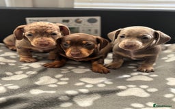 Miniature Dachshund dogs for sale: Beautiful KC Reg Miniature Dachshund Pups - Image 1