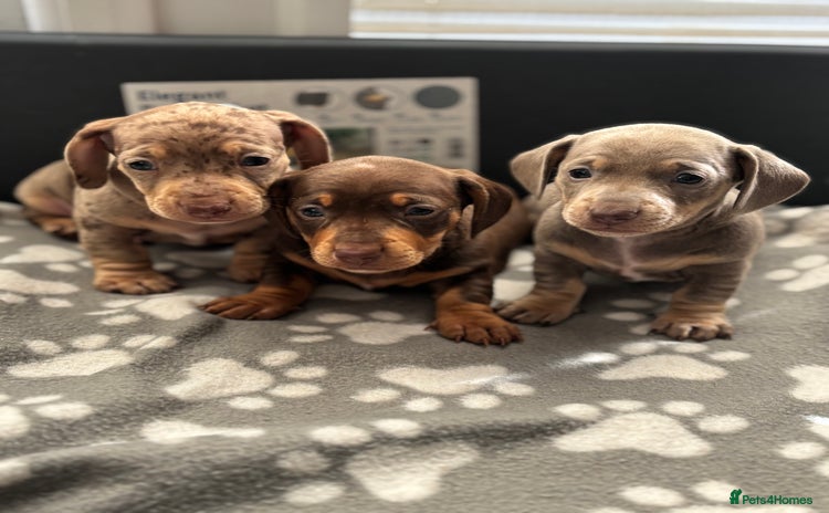 Miniature Dachshund dogs - Advert 3