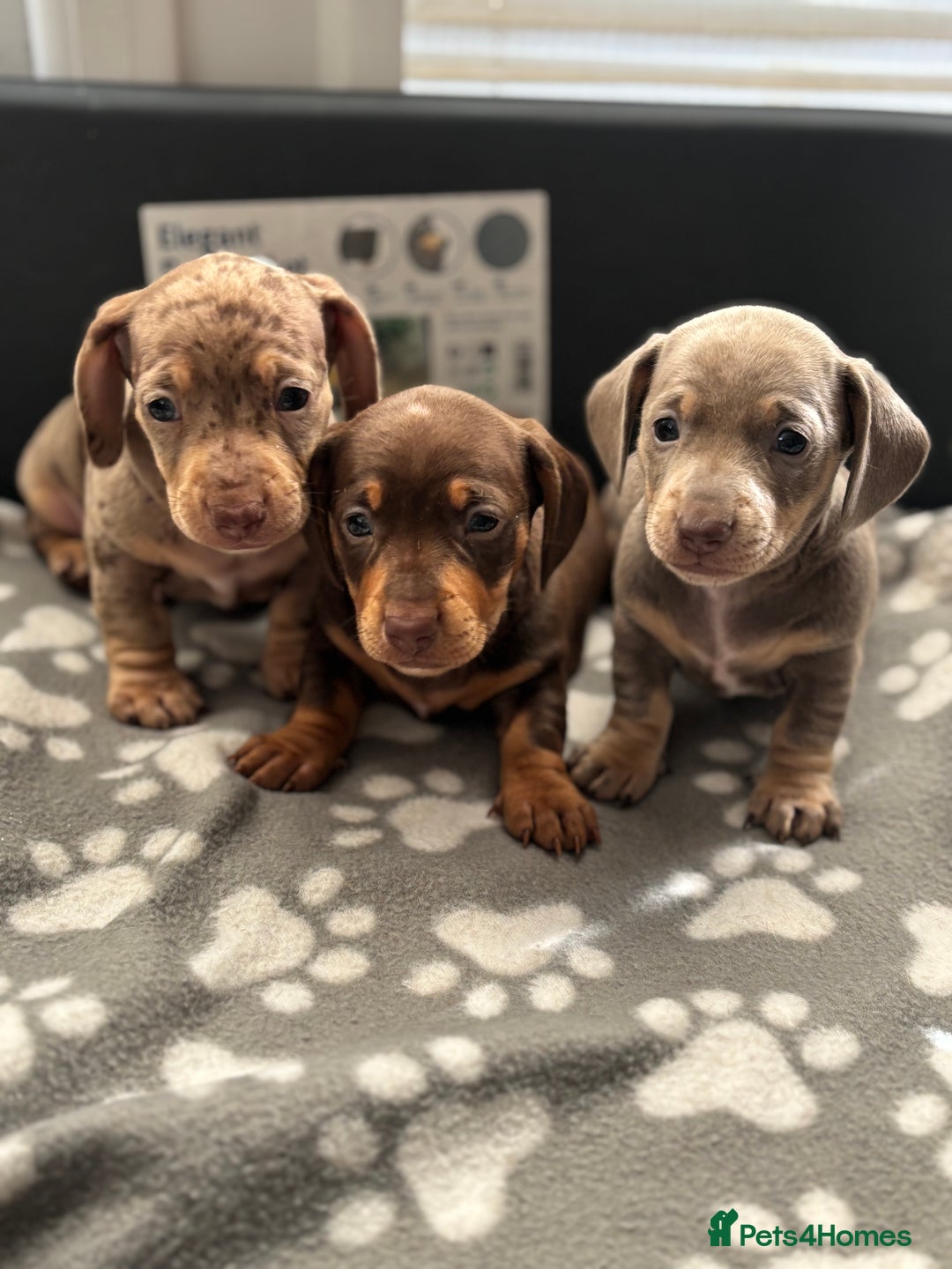 Miniature Dachshund dogs for sale: Beautiful KC Reg Miniature Dachshund Pups - Image 1