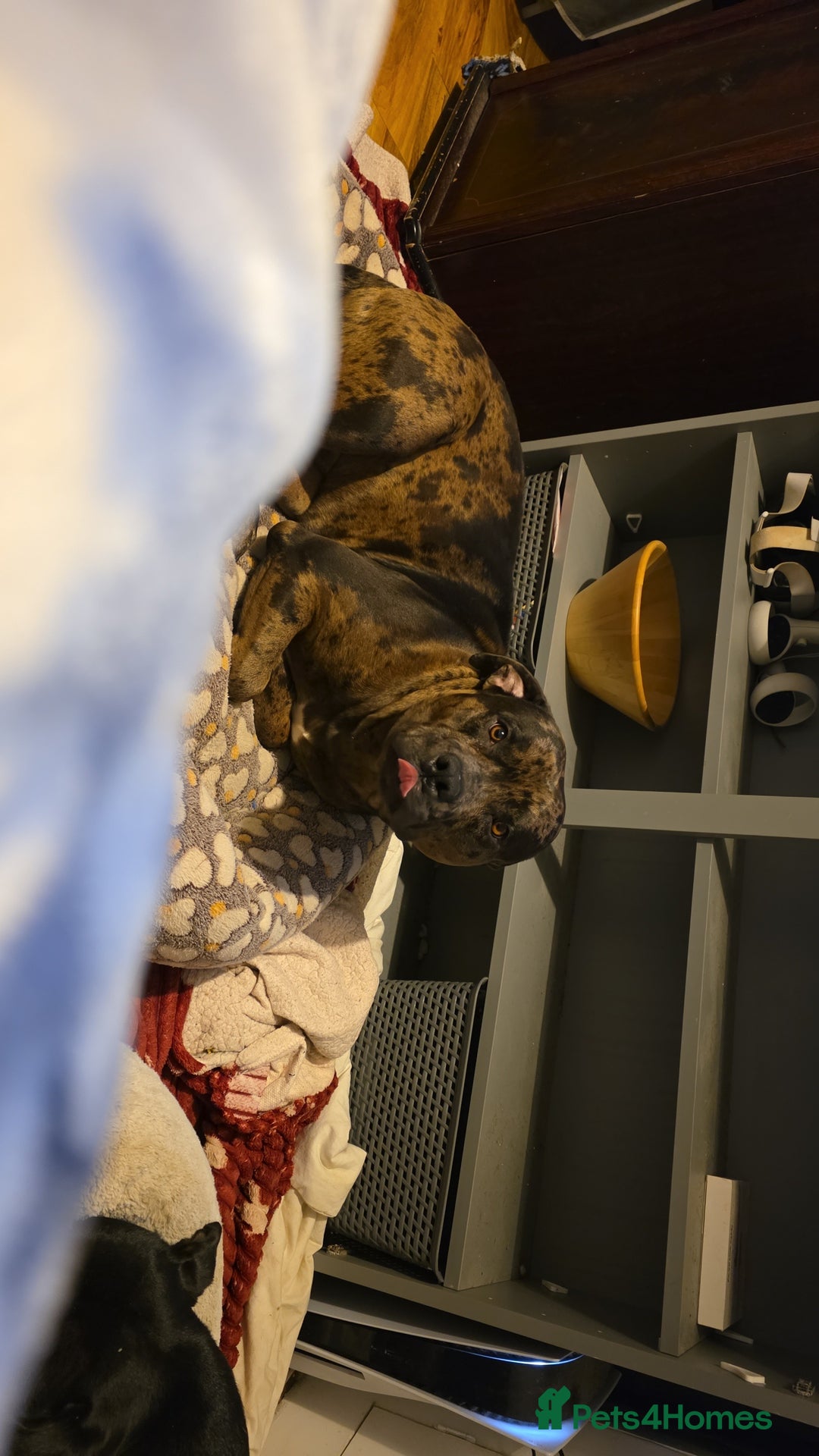 American Bulldog dogs for sale: Two loving dogs available due to medical issues - Advert 9