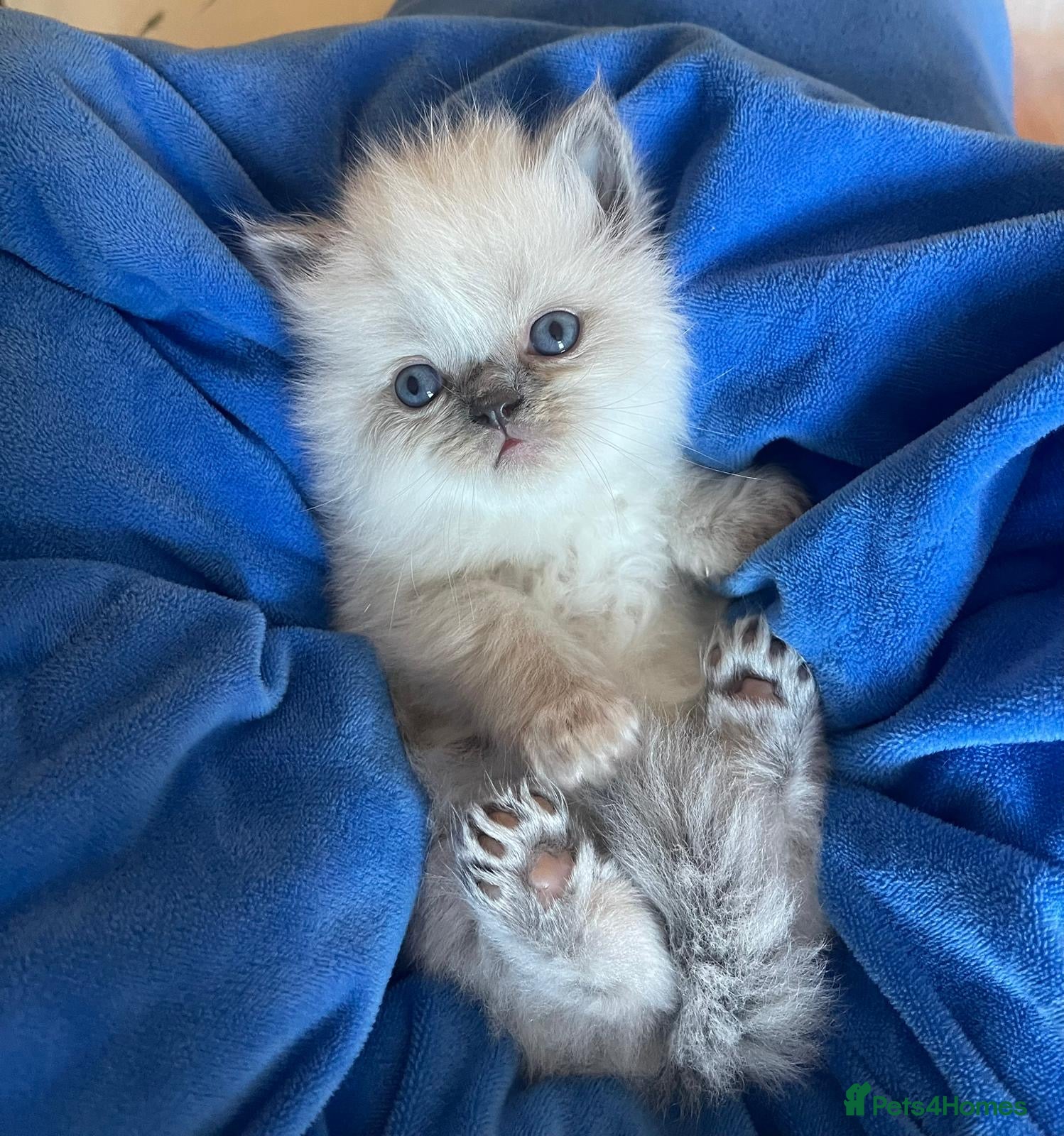 Ragdoll cats 3 male , 2 female - Advert 2