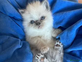 Ragdoll cats 3 male , 2 female - Advert 1