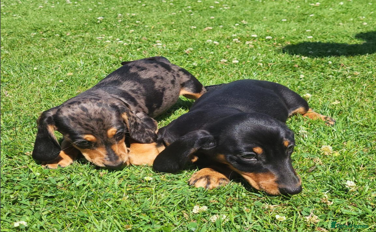 Miniature Dachshund dogs - Advert 5