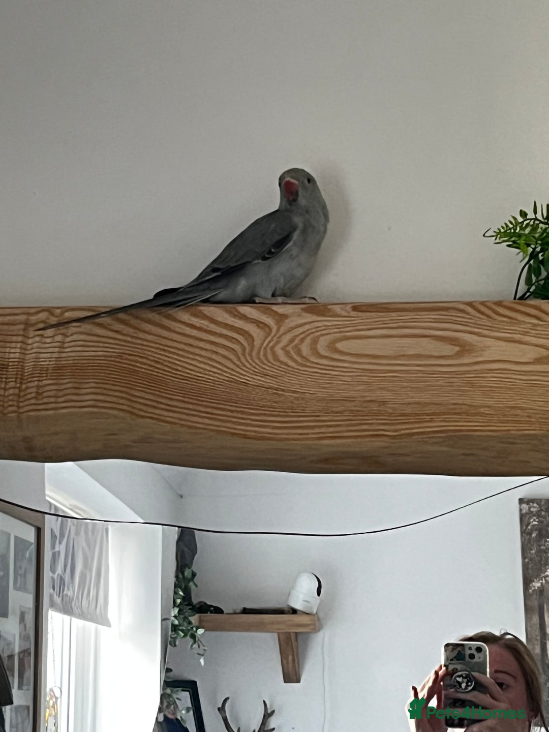 Ringnecks birds for sale: Grey ringneck  - Image 2