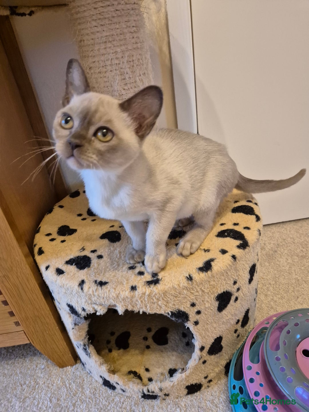 Burmese cats for sale: Beautiful Chocolate Female Burmese Kitten - Advert 6