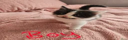 Mixed Breed cats for sale: Gorgeous kittens looking for their forever home - Advert 1