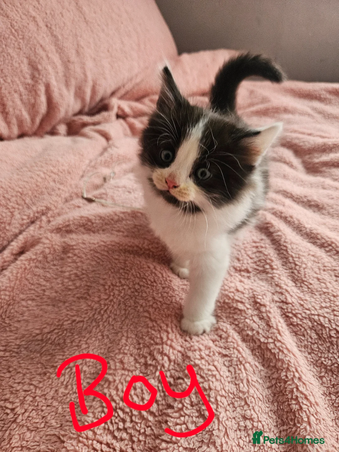 Mixed Breed cats for sale: Gorgeous kittens looking for their forever home - Advert 1