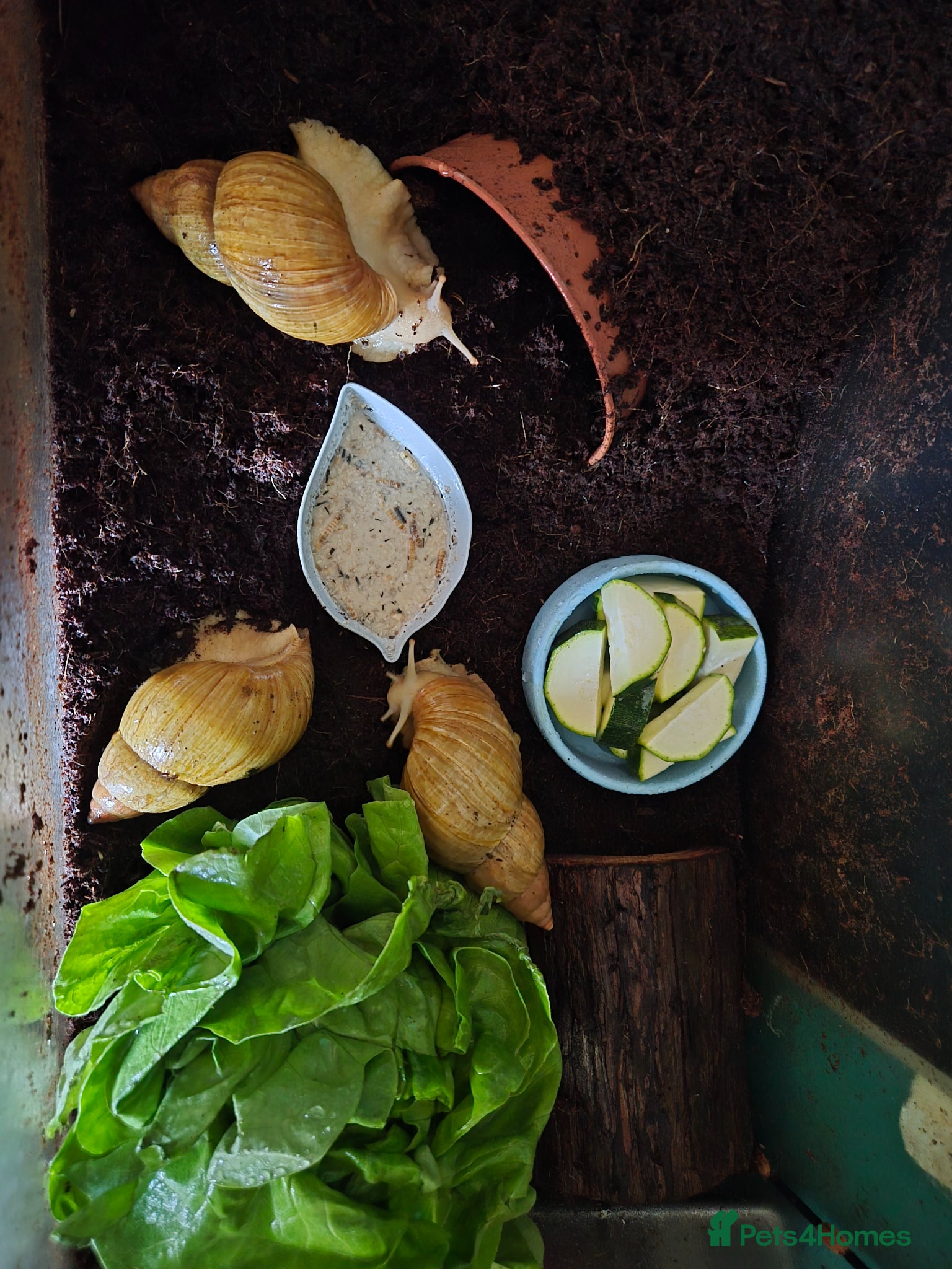Snails invertebrates Giant African Land Snails  - Advert 4
