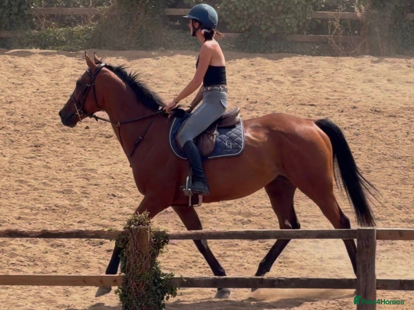 English Thoroughbred horses Easy Allrounder  - Advert 3
