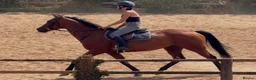 English Thoroughbred horses for sale: Easy Allrounder  - Advert 1