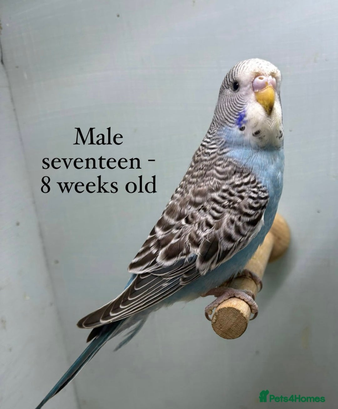 Budgerigars birds for sale: Beautiful baby budgies  - Image 10