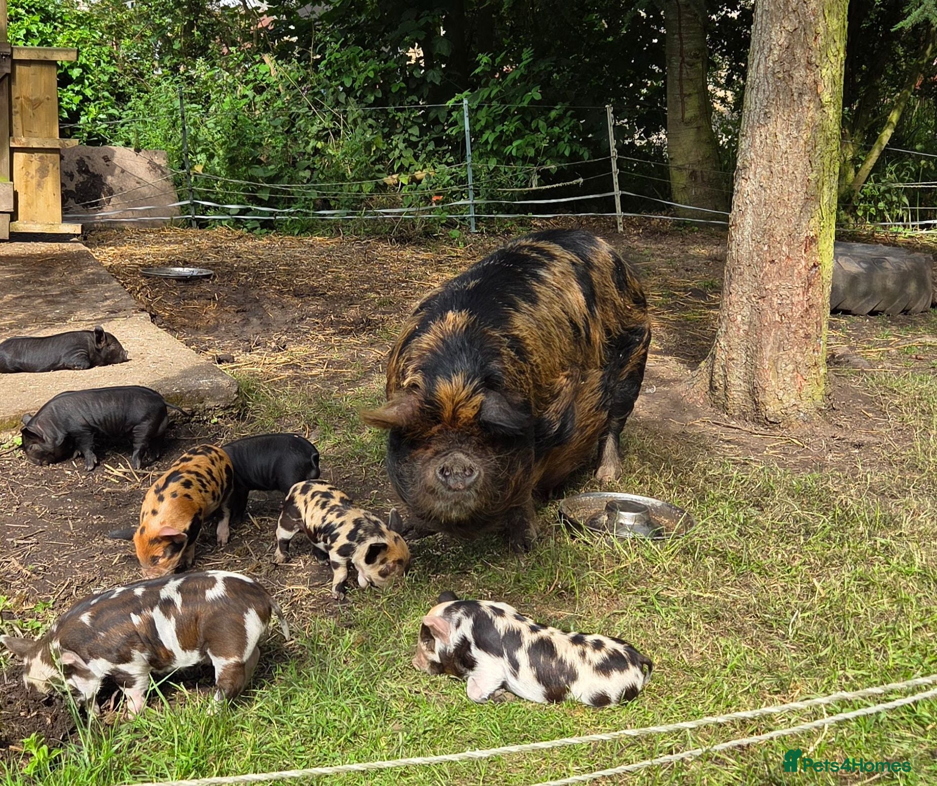 Pig livestock Stunning kune kune pet friendly little piglets - Advert 2