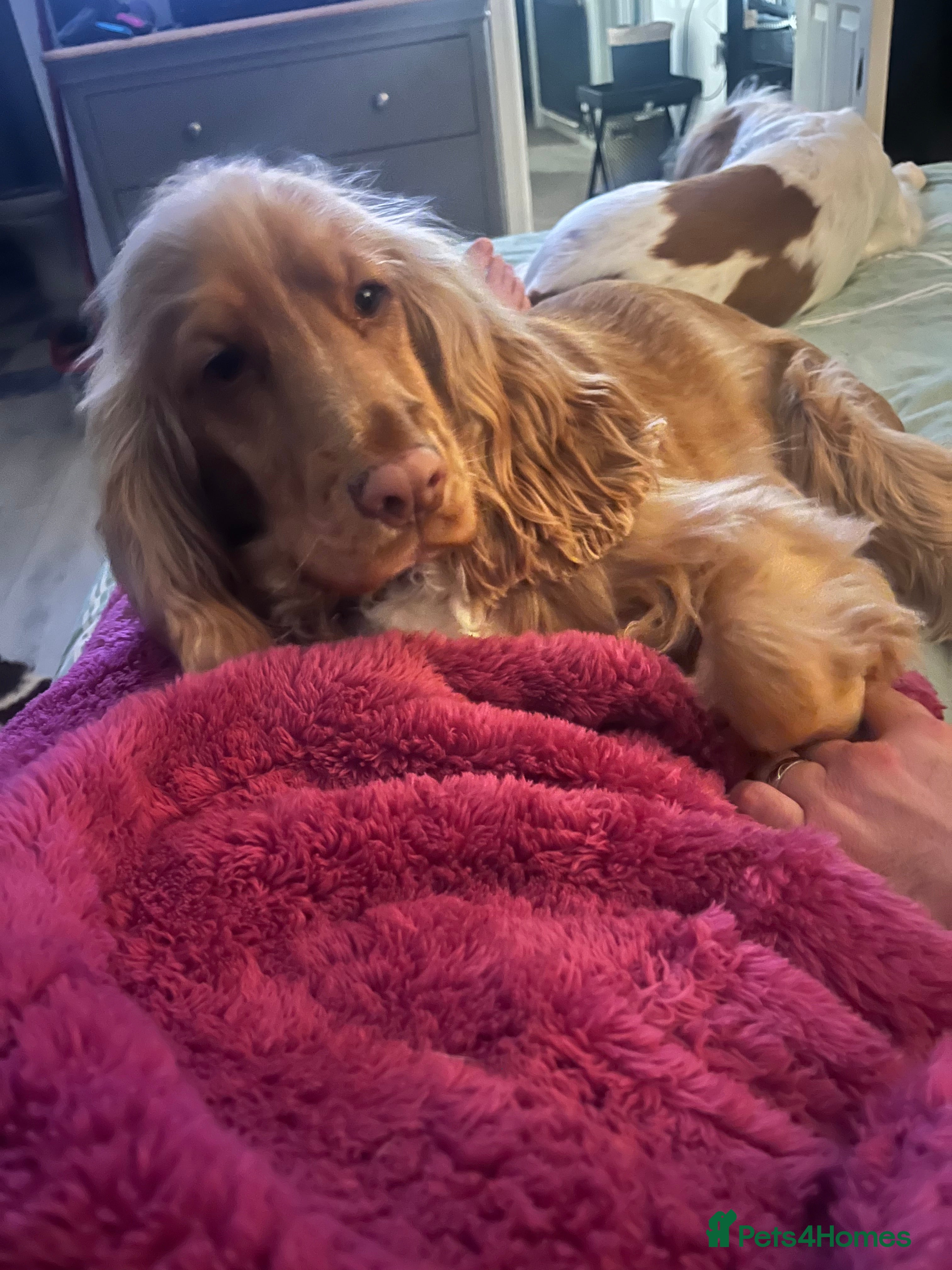 Cocker Spaniel dogs Beautiful girl needing a loving home  - Advert 10