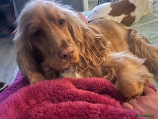 Cocker Spaniel dogs Beautiful girl needing a loving home - Advert 1