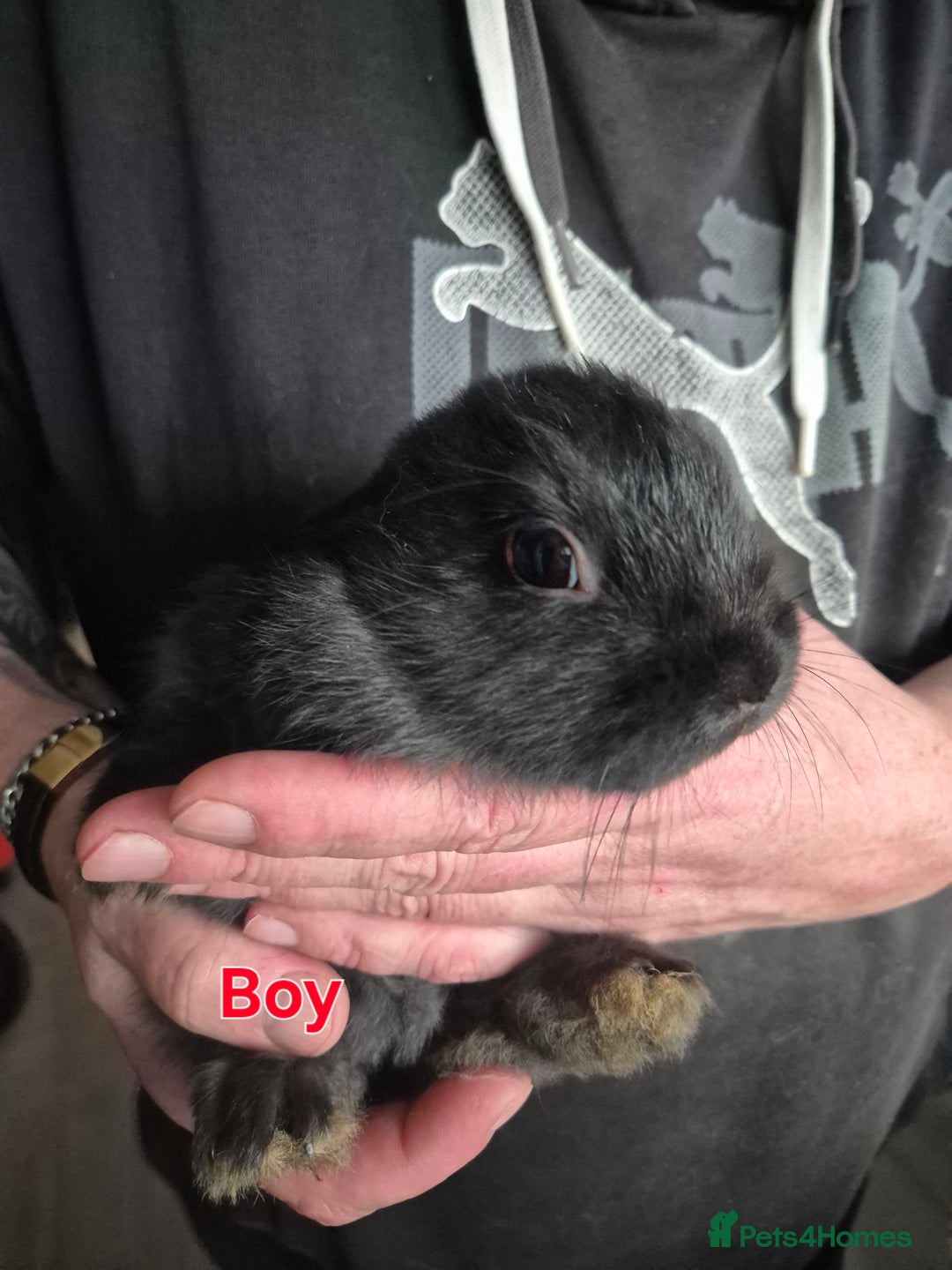 Mini Lion Lop rabbits for sale: Mini lop lion - Advert 8