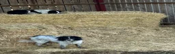 Border Collie dogs for sale: Very Cute Fluffy Border Collie Pups - Advert 16