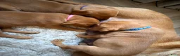 Labrador Retriever dogs for sale: Stunning fox red Labrador pups 🐶  in Rotherham - Advert 24