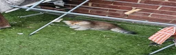 Persian cats for sale: Pure Persian Cat - Advert 11
