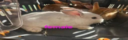 Mixed Breed rabbits for sale: Mini lops  and mini lopx dutch  - Advert 6