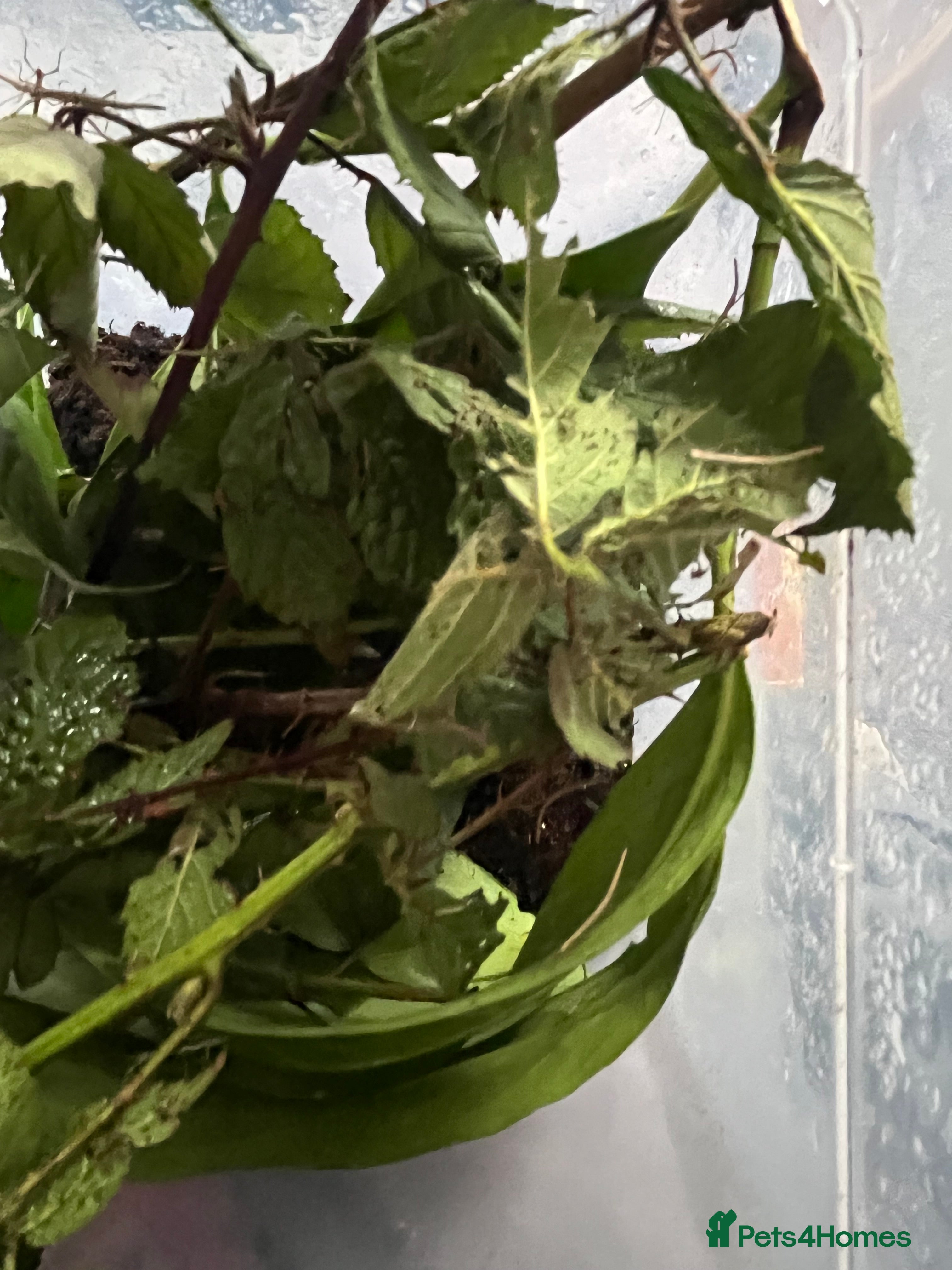 Stick Insects invertebrates Indian Stick Insect Nymphs - Advert 6