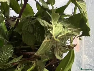 Stick Insects invertebrates Indian Stick Insect Nymphs - Advert 6