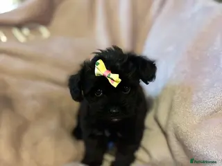 Chipoo dogs Beautifully brave tiny rare chipoos - Advert 6