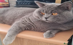 British Shorthair cats for stud: 💣👑Blue British Shorthair👑💣  in Brierley Hill - Image 1