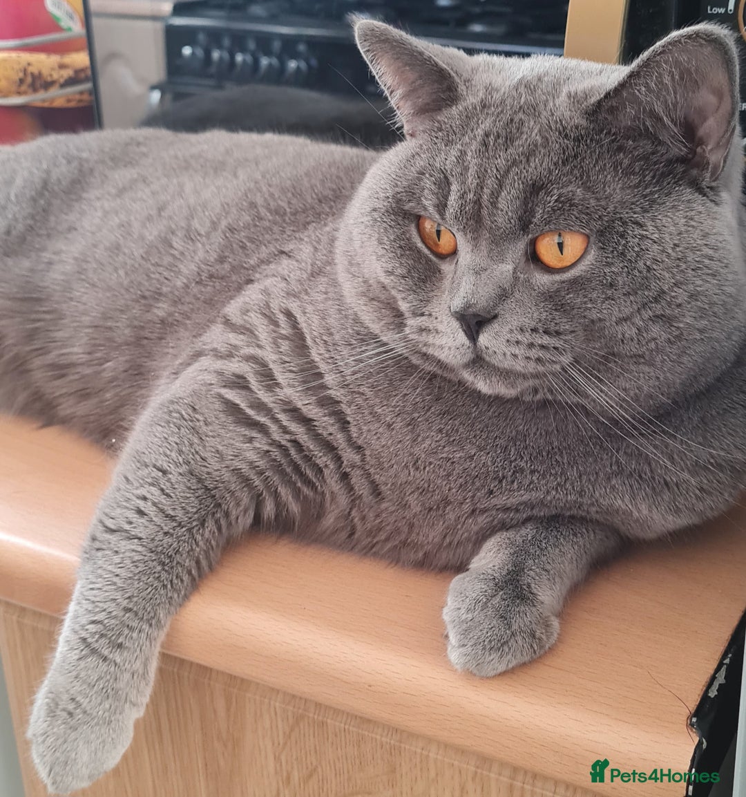 British Shorthair cats for stud: 💣👑Blue British Shorthair👑💣  in Brierley Hill - Image 1