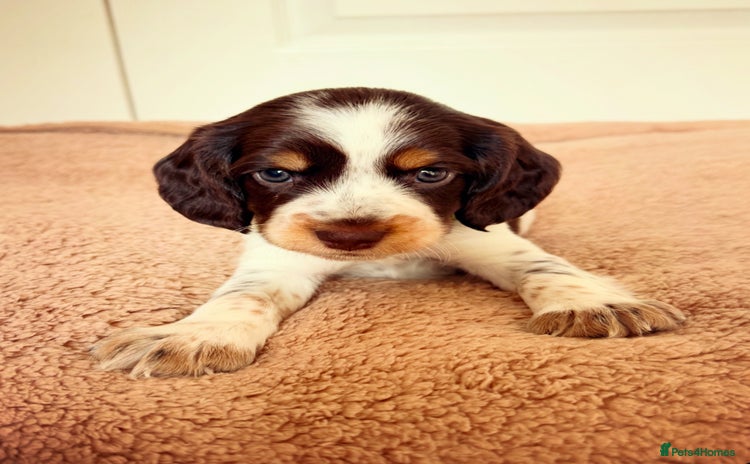 Cocker Spaniel dogs - Advert 14
