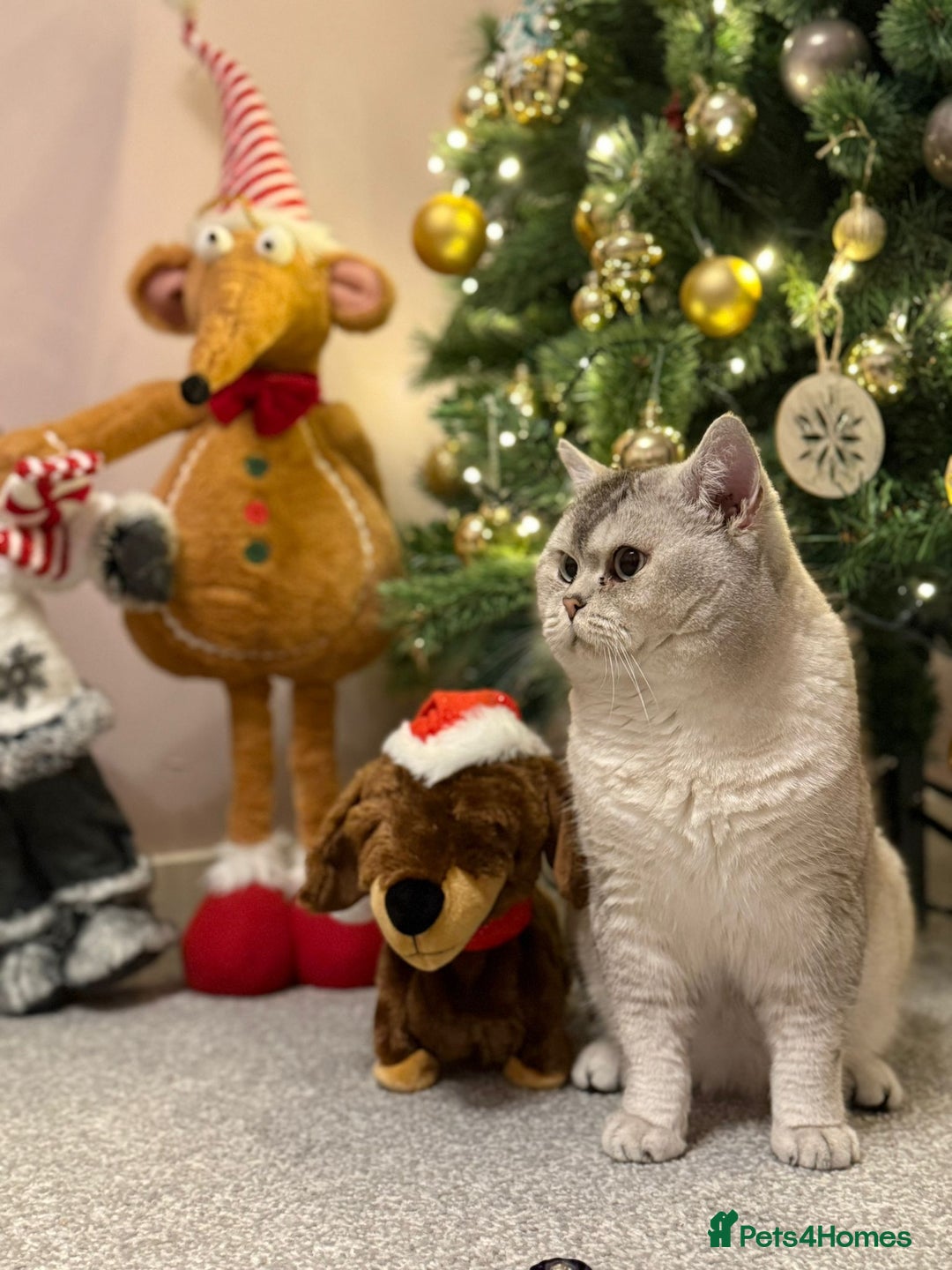British Shorthair cats for stud: Snow  - Advert 5