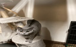 British Shorthair cats for sale: Retired breeding queen for calm, loving home - Image 9