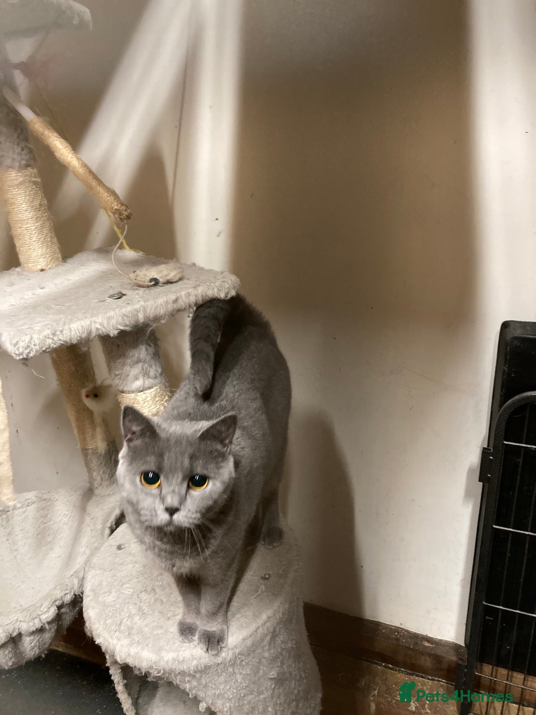 British Shorthair cats for sale: Retired breeding queen for calm, loving home - Image 9