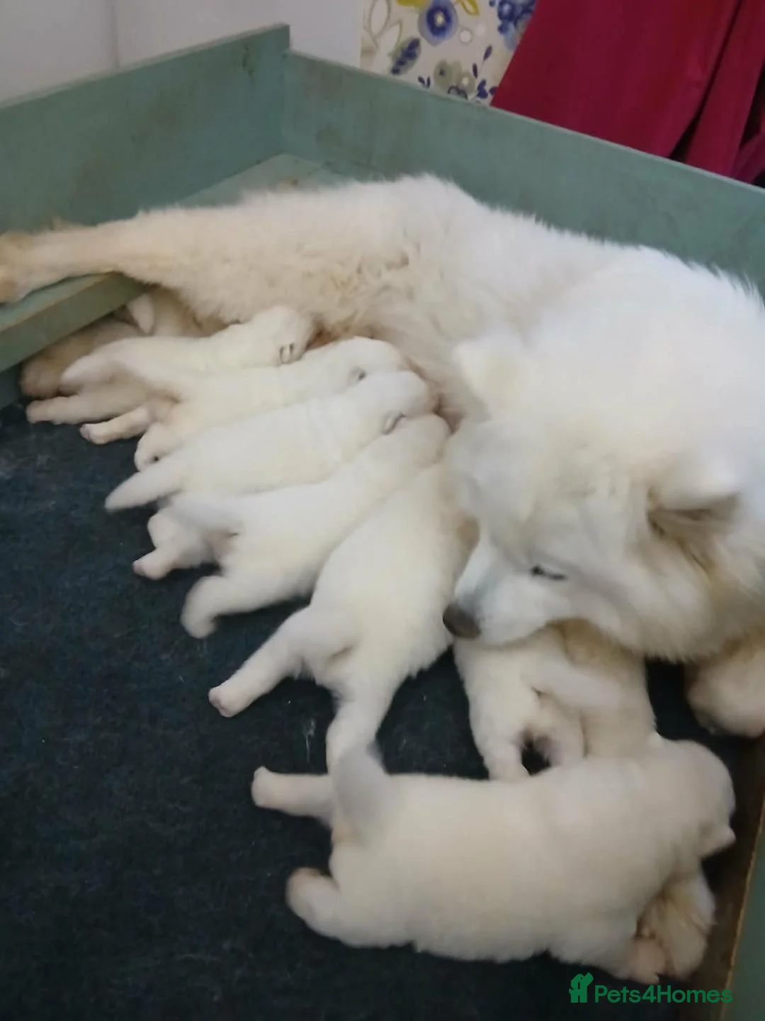 Samoyed dogs for sale: Bundle of joy and fluff  - Advert 1