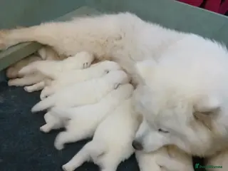 Samoyed dogs Bundle of joy and fluff - Advert 6
