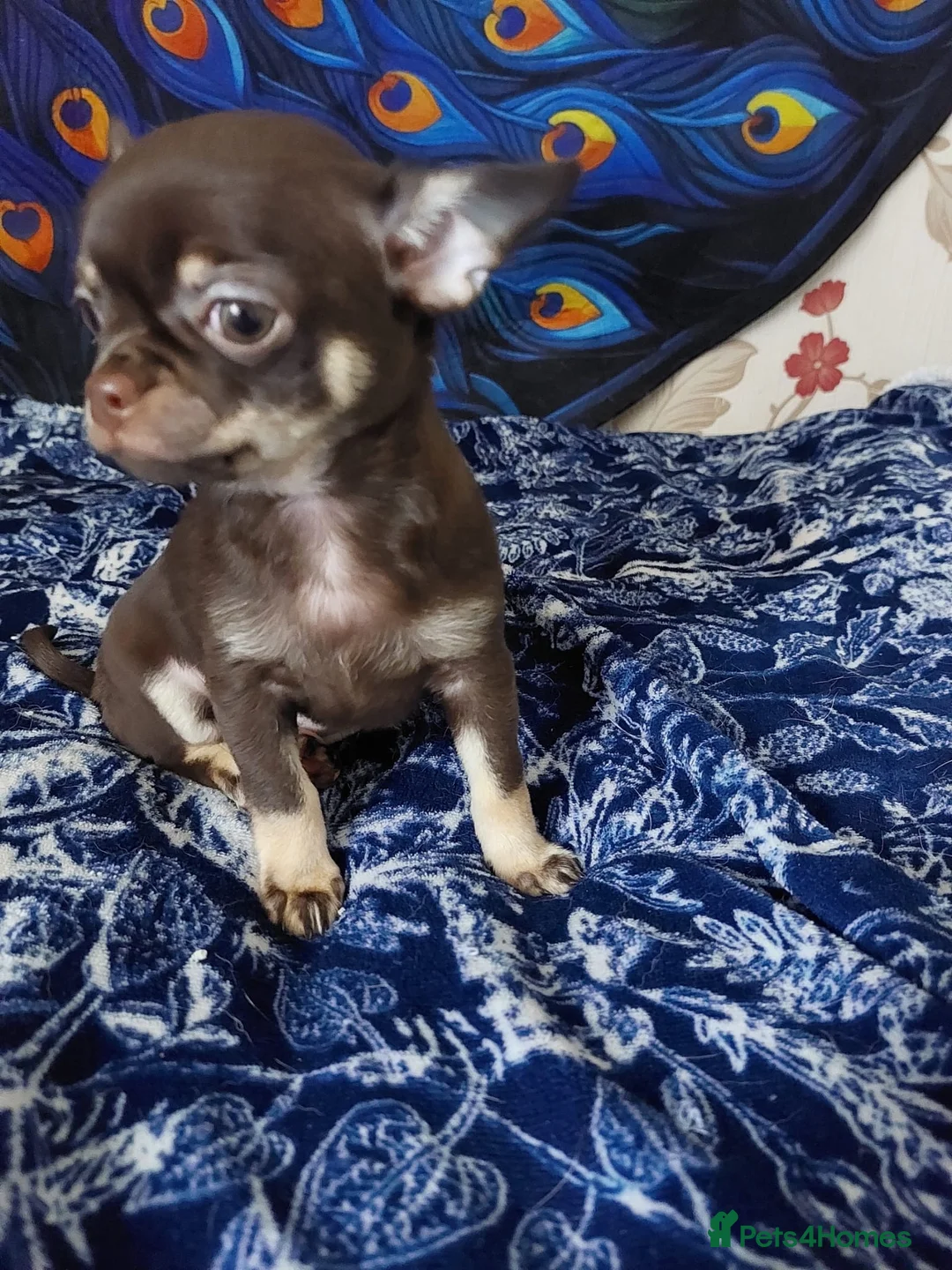 Chihuahua dogs for sale: Chihuahua puppies  - Advert 5