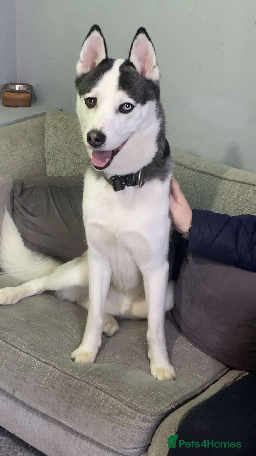 Siberian Husky dogs for sale: Siberian husky  - Advert 2