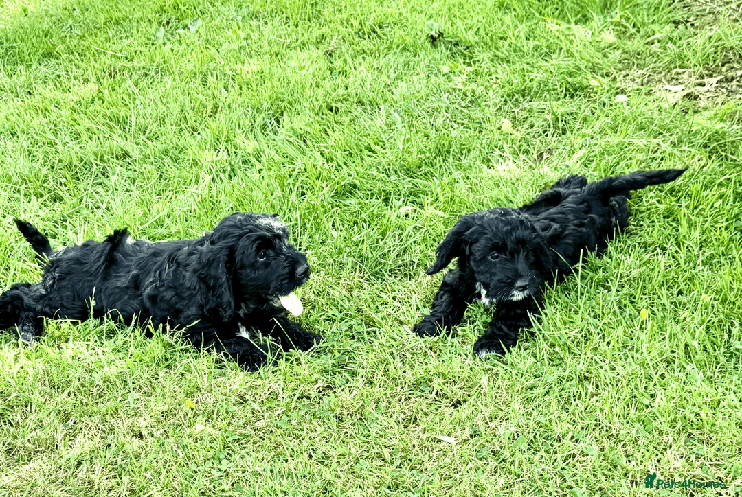 Cocker Spaniel dogs for sale: Working Cocker & Cocker Poo Puppies - Advert 2