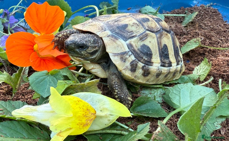 Tortoise reptiles - Advert 3