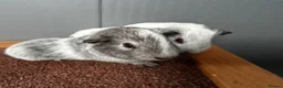 Guinea Pig rodents for sale: Guinea pig babies  - Advert 3