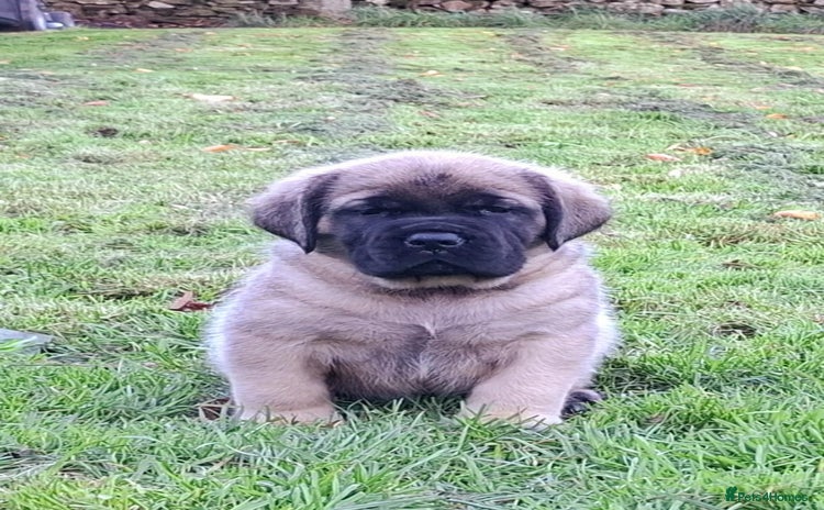 Mastiff dogs - Advert 1