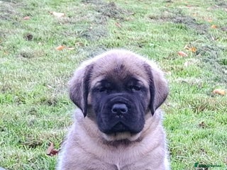 Mastiff dogs - Advert 11