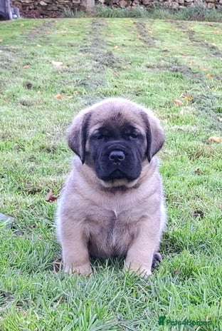 Mastiff dogs - Advert 10
