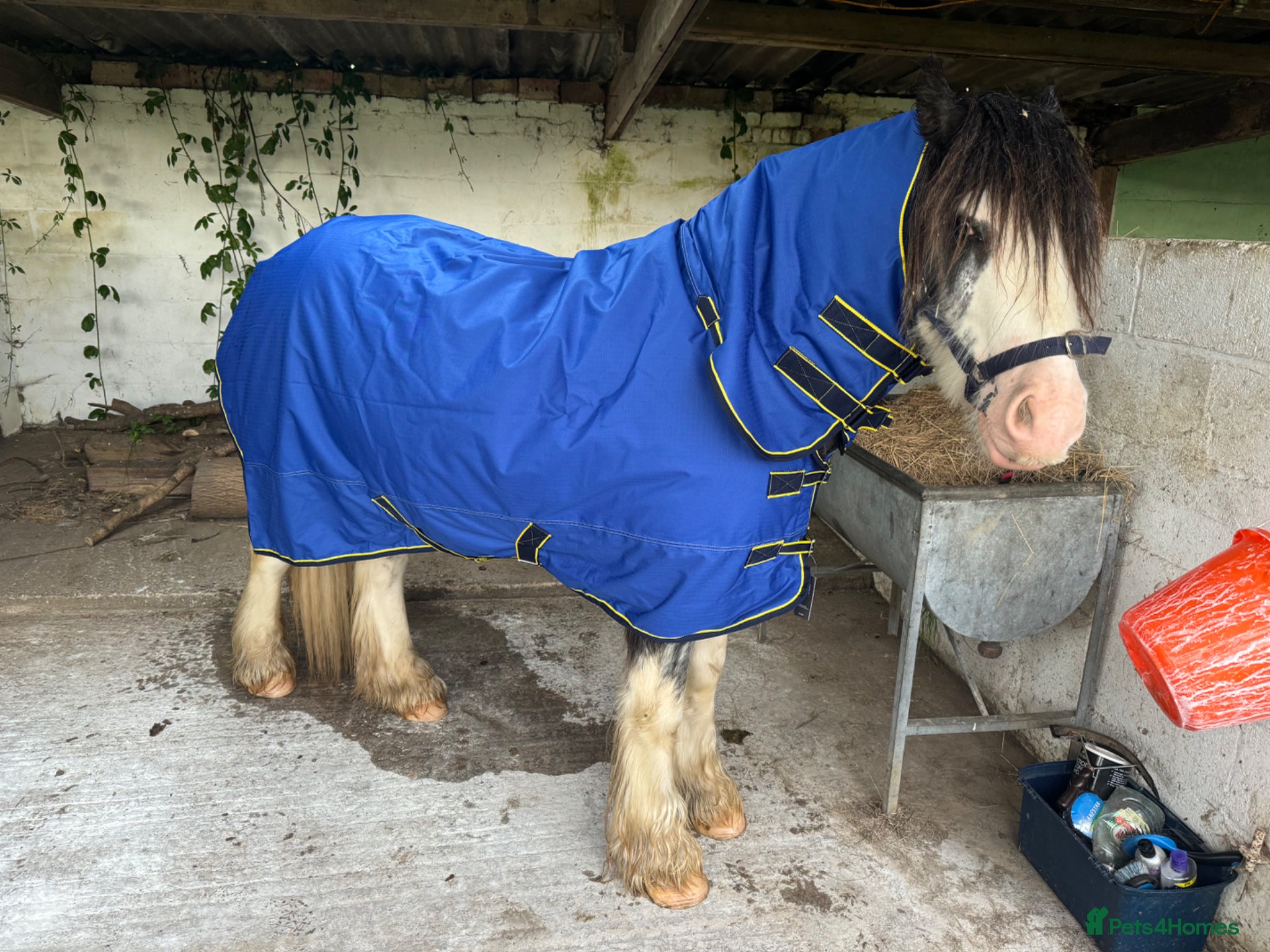 Irish Cob horses for sale: Norman  - Advert 23