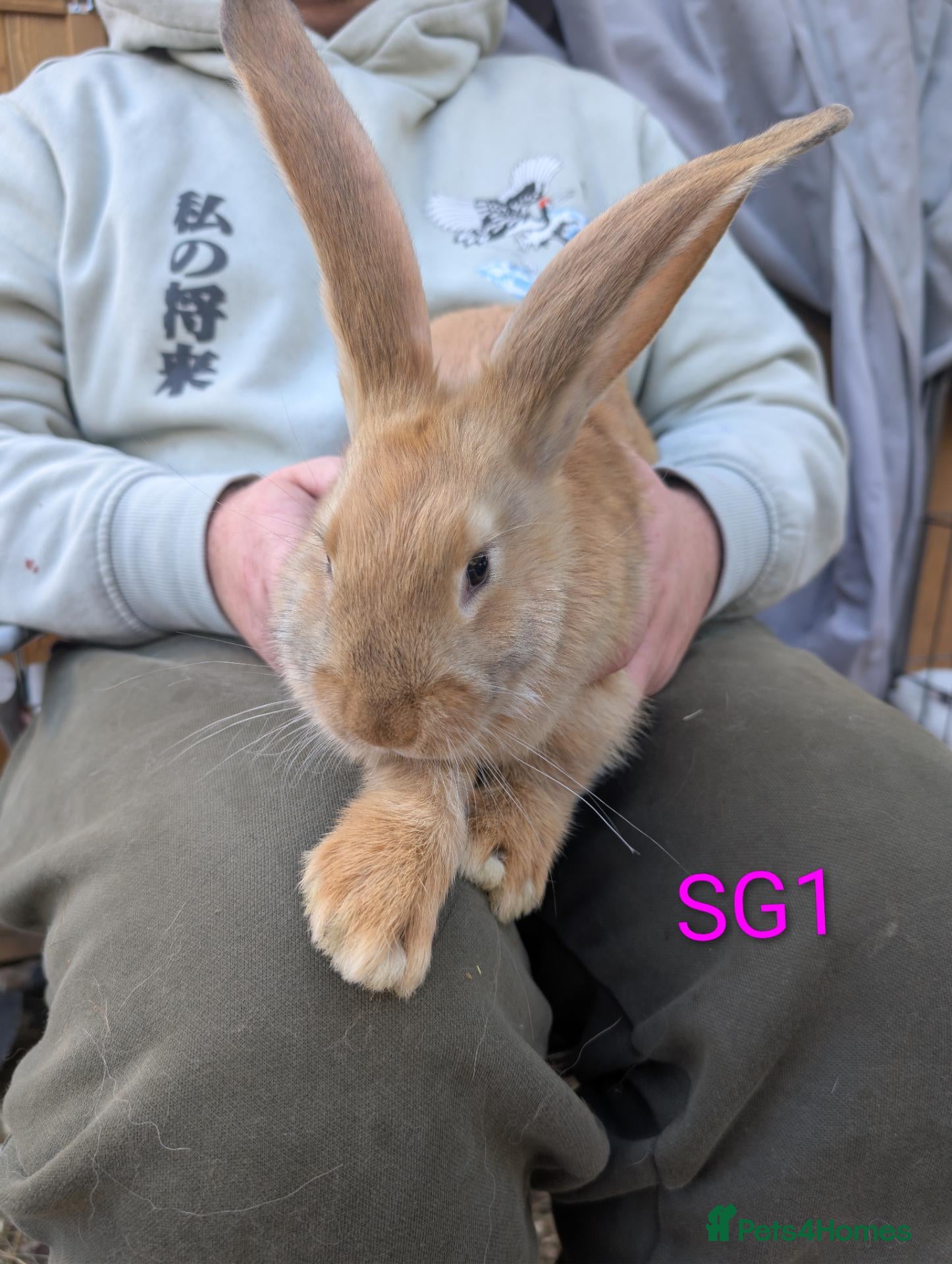 Continental Giant rabbits Beautiful continental giants  - Advert 1