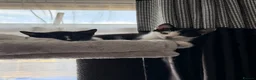 Mixed Breed cats for sale: Beautiful kittens for sale - Advert 4