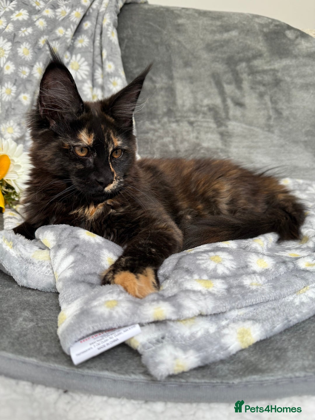 Maine Coon cats for sale: Pure Breed Female Maine Coons Available  in Paisley - Image 8