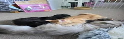 Siberian cats for sale: Active Breeding Queen - Advert 7